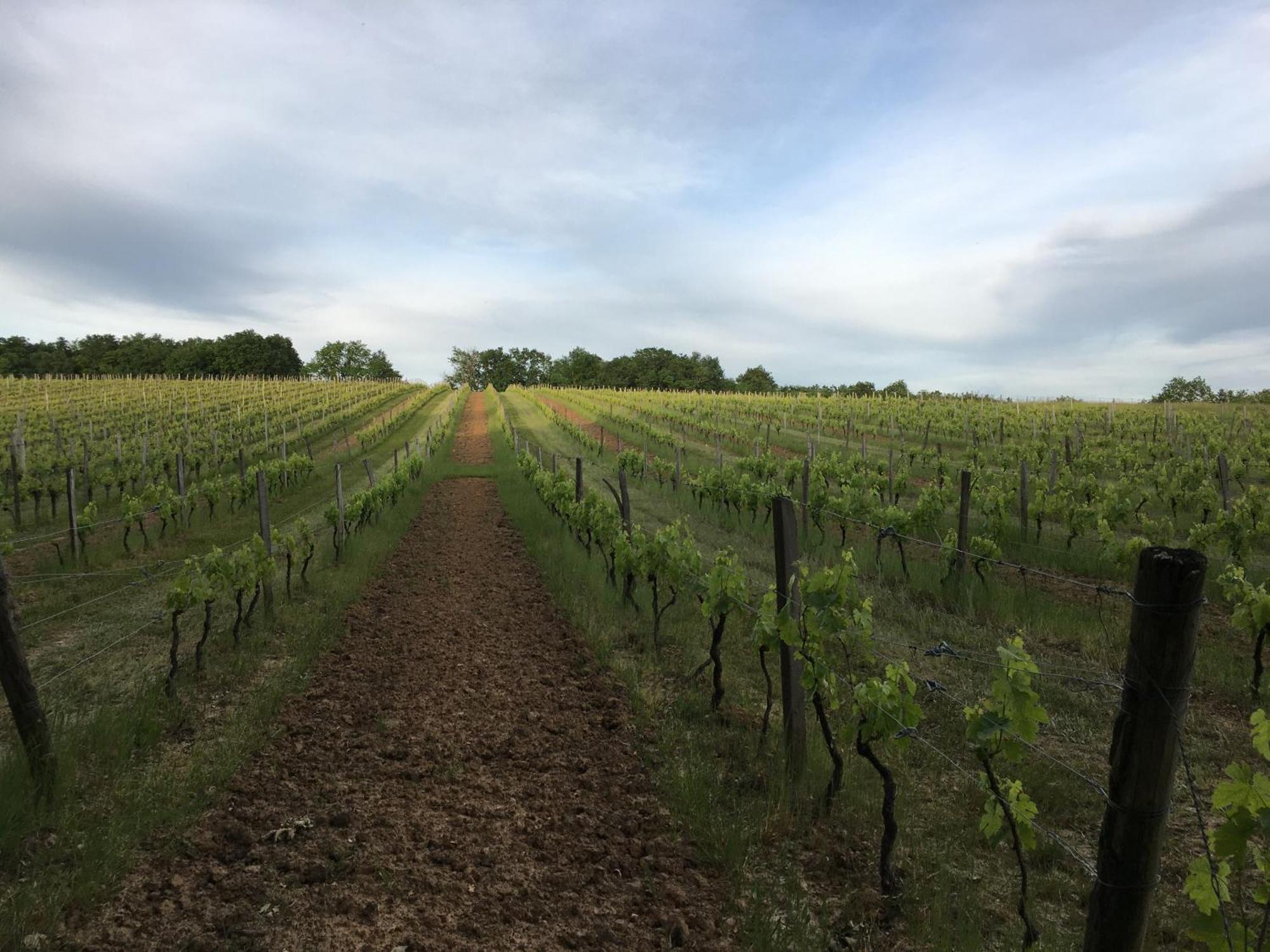 Chateau Masburel Fougueyrolles Esterno foto