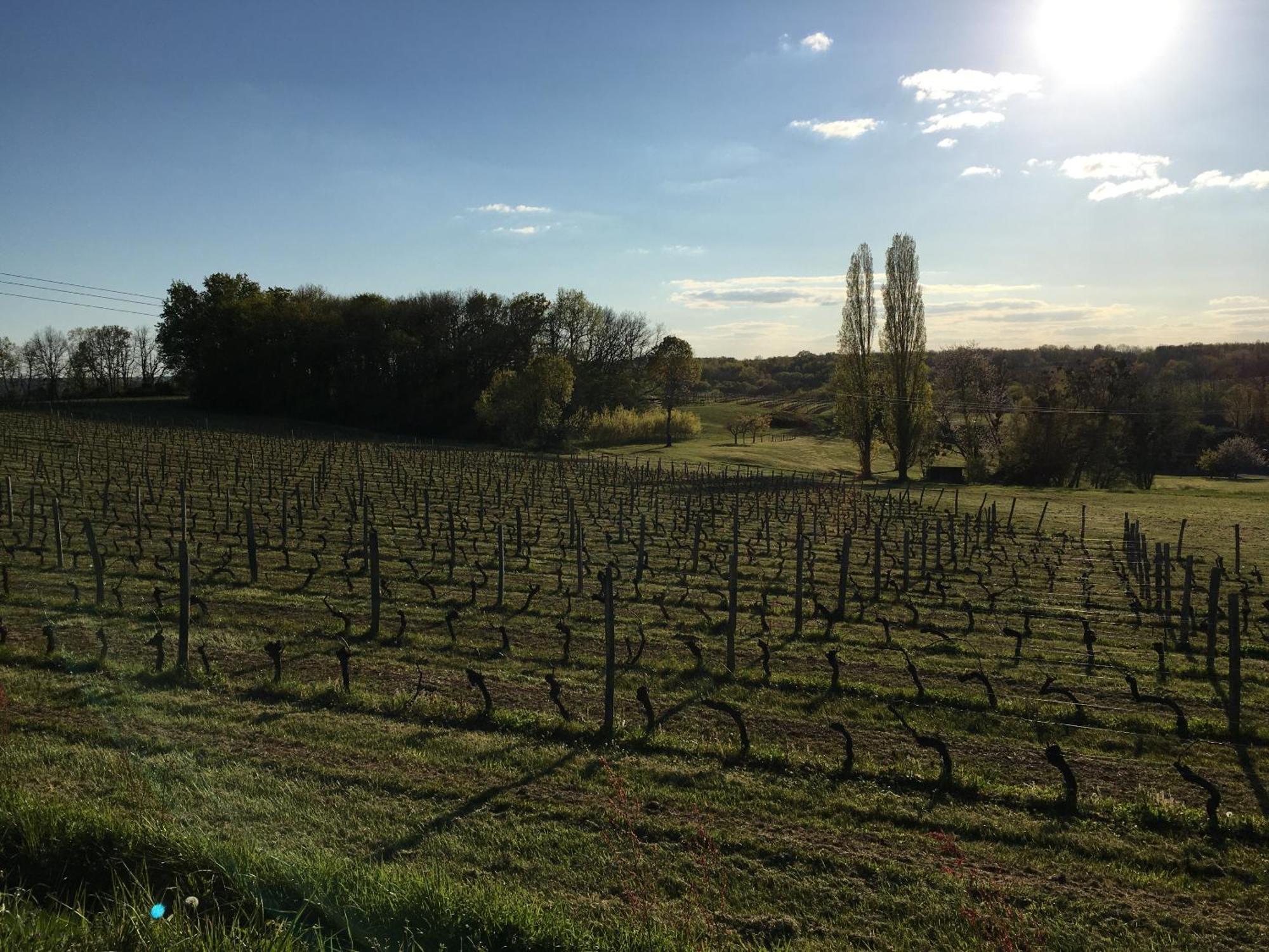 Chateau Masburel Fougueyrolles Esterno foto